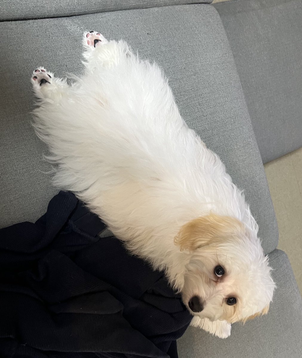 francfranc_inu's tweet photo. かわいいあんよ🐾
#ハバプー #havapoo #今日の肉球 https://t.co/zTo5oQ4izn