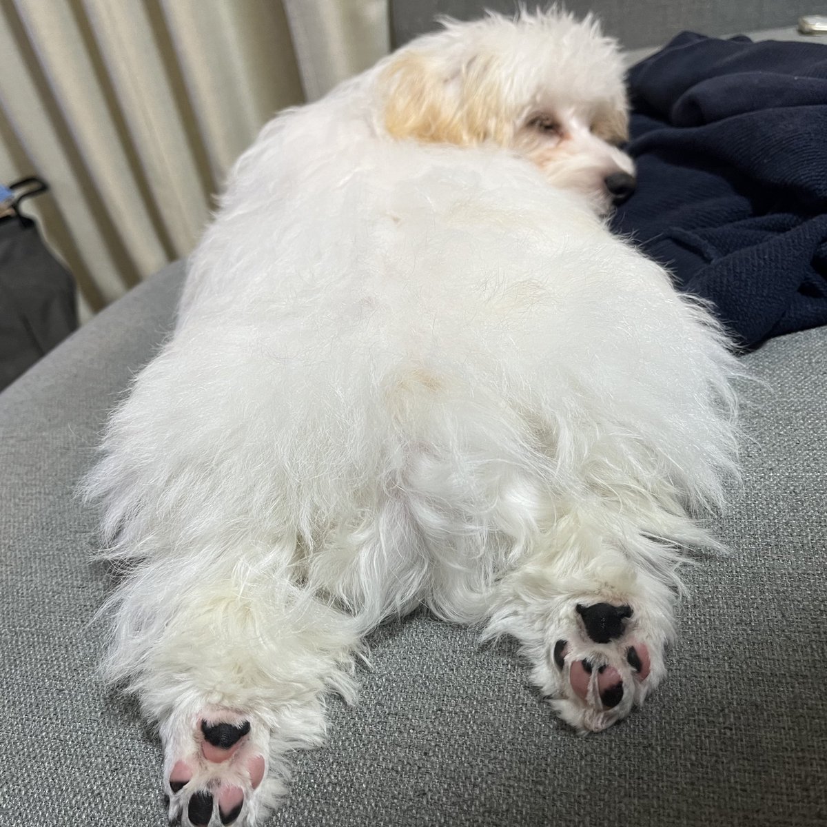 francfranc_inu's tweet photo. かわいいあんよ🐾
#ハバプー #havapoo #今日の肉球 https://t.co/zTo5oQ4izn
