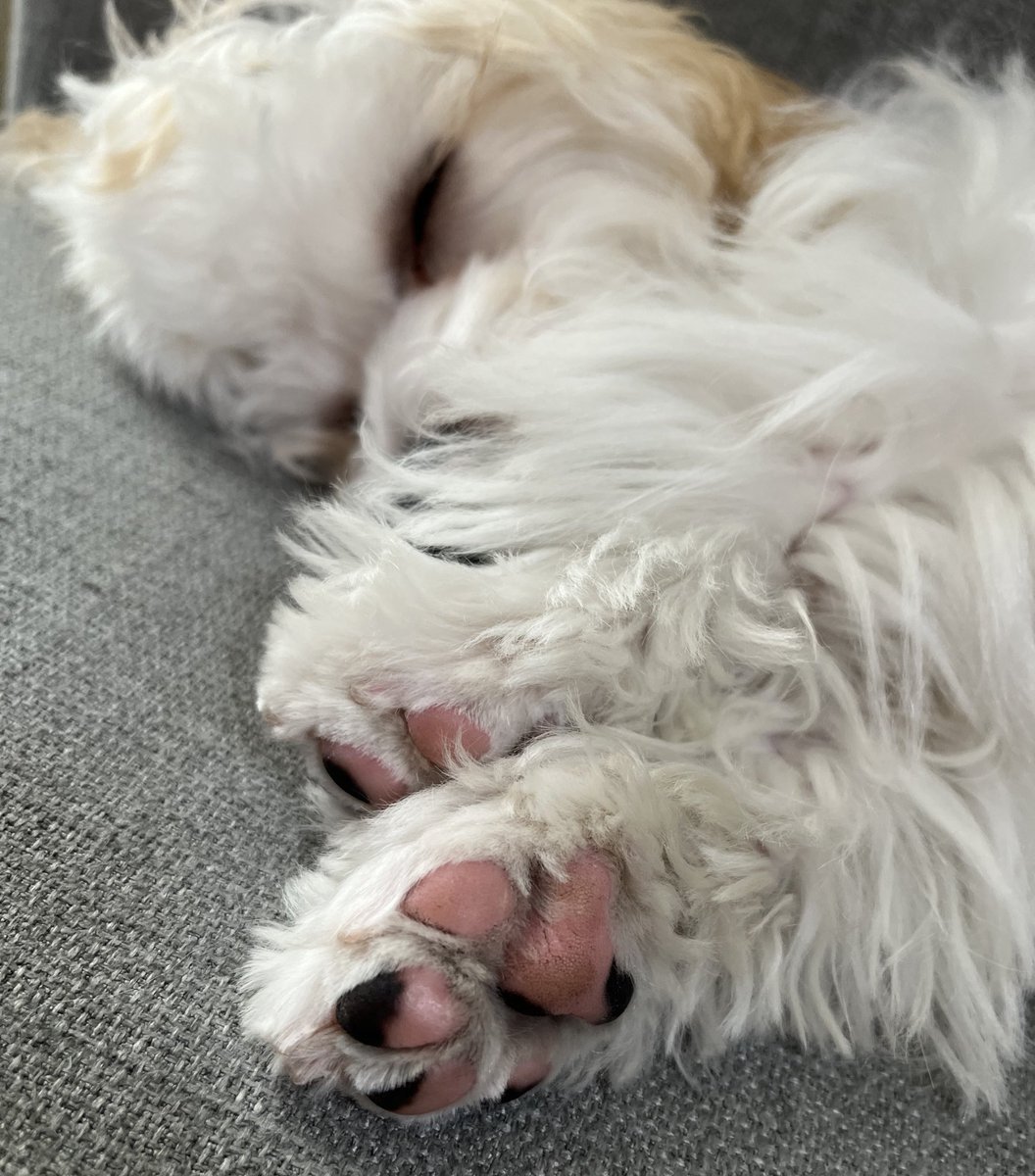 francfranc_inu's tweet photo. かわいいあんよ🐾
#ハバプー #havapoo #今日の肉球 https://t.co/zTo5oQ4izn
