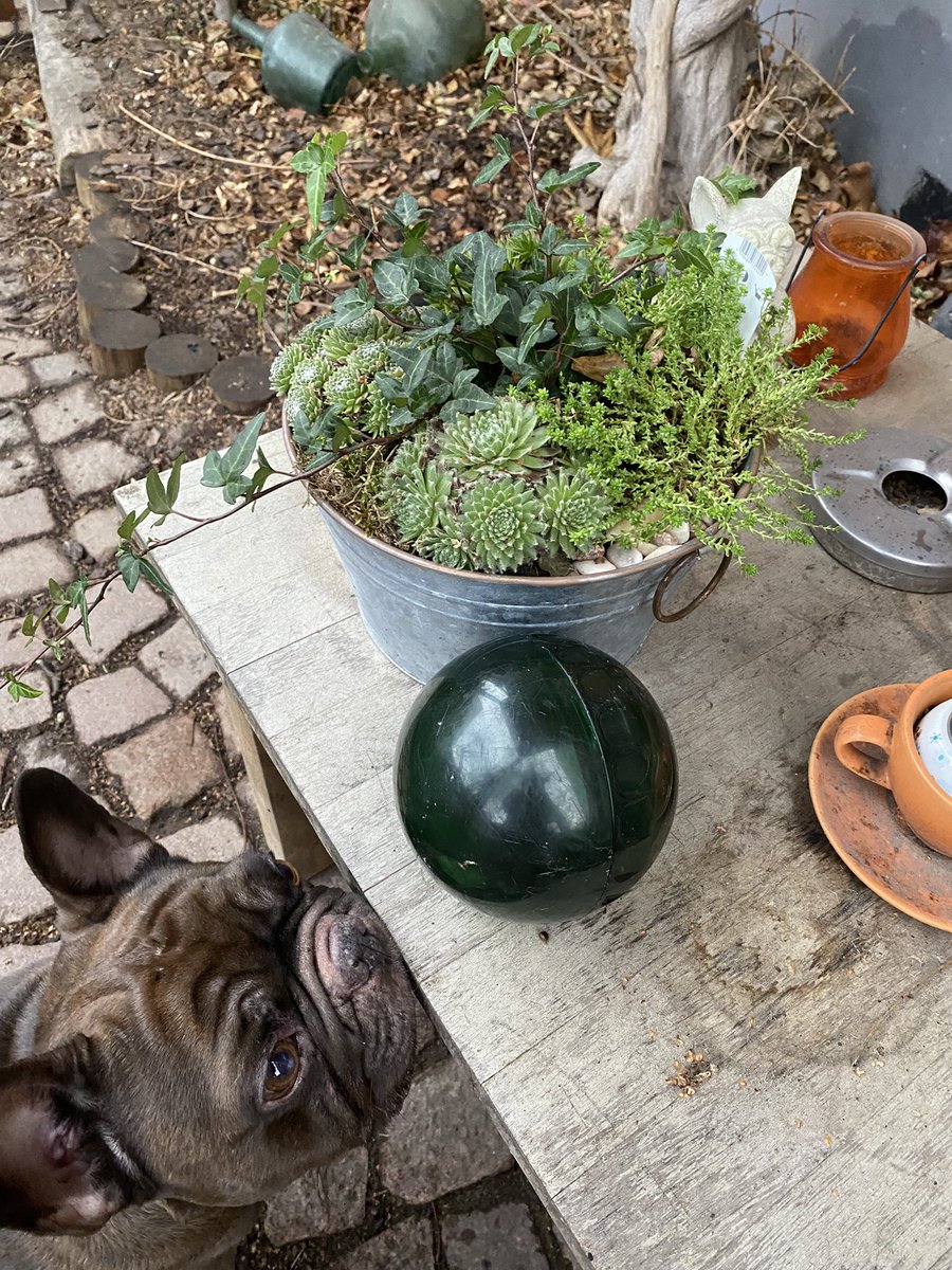 Ventil2110's tweet photo. #Quitte hat einen neuen Futterball… ungefähr der 7. 🙄, wurden entweder sofort zerstört, oder waren langweilig.
Dieser hier ist glatt wie Glas und ich musste ihn der #Qualzucht wegnehmen, weil ich Angst bekam, wurde ausdauernd bespielt, obwohl leer..
#zooplus #Bitiba https://t.co/2hJ6GpHz2D