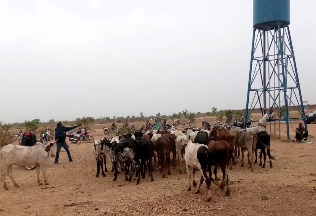 FAOMali's tweet image. Koussané 📍 #Mali 🇲🇱
Près de 5⃣0⃣0⃣ bœufs distribués aux pasteurs &amp;amp; agropasteurs de la commune pour soutenir la production agricole des ménages ruraux vulnérables dans le cadre du Prog. #SD3C financé par @FIDAfriqueOuest &amp;amp; mis en œuvre par @ml_agriculture, @FAOMali &amp;amp; @WFP_Mali.