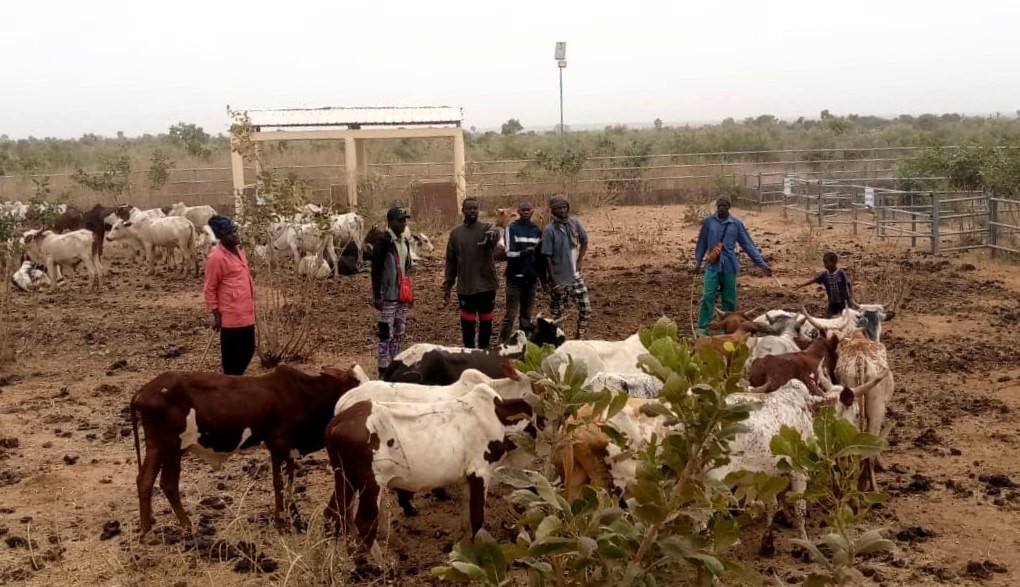 FAOMali's tweet image. Koussané 📍 #Mali 🇲🇱
Près de 5⃣0⃣0⃣ bœufs distribués aux pasteurs &amp;amp; agropasteurs de la commune pour soutenir la production agricole des ménages ruraux vulnérables dans le cadre du Prog. #SD3C financé par @FIDAfriqueOuest &amp;amp; mis en œuvre par @ml_agriculture, @FAOMali &amp;amp; @WFP_Mali.