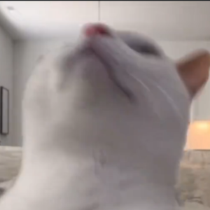 StanleyTheCat_'s tweet photo. 💡 When $Stanley flips the market, don’t ask why. Ask HOW you missed it.

👇 Don’t just hodl, TWERK WITH $STANLEY.
🌐 Join the Twerky Cat Revolution: [insert link]
#CryptoMeme2025 #StanleyFlips #STANLEY #TwerkCoin #CatCrypto 🚀 https://t.co/22wSnguLdS