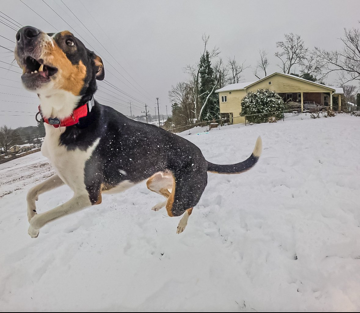 saeed_ahmed's tweet image. Photographic proof that this dog LOOOVES snow! ❄️🌨️☃️