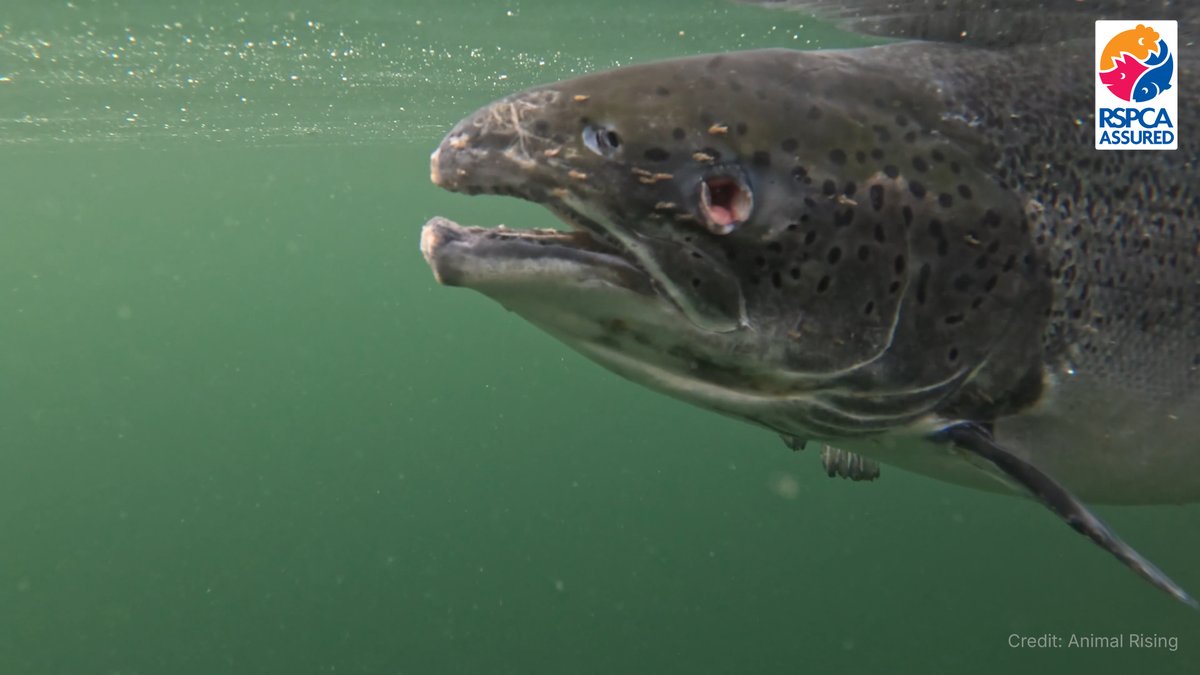 Don Staniford (@thegaaia) on Twitter photo Please look this poor fish in the eye and tell me this is 'welfare friendly'! @RSPCAChris <a href="/Emma_Slav/">Emma Slawinski</a> <a href="/DavidBowles21/">David Bowles</a> <a href="/RSPCA_PATeam/">RSPCA Public Affairs</a> <a href="/RSPCA_official/">RSPCA (England & Wales)</a>
Shame on the R$PCA for putting $almoney before animal protection! <a href="/philip_ciwf/">Philip Lymbery</a> <a href="/Animallawyersuk/">Advocates for Animals | Solicitors</a>
thetimes.co.uk/article/rspca-… Please look this poor fish in the eye and tell me this is 'welfare friendly'! @RSPCAChris <a href="/Emma_Slav/">Emma Slawinski</a> <a href="/DavidBowles21/">David Bowles</a> <a href="/RSPCA_PATeam/">RSPCA Public Affairs</a> <a href="/RSPCA_official/">RSPCA (England & Wales)</a>
Shame on the R$PCA for putting $almoney before animal protection! <a href="/philip_ciwf/">Philip Lymbery</a> <a href="/Animallawyersuk/">Advocates for Animals | Solicitors</a>
thetimes.co.uk/article/rspca-…