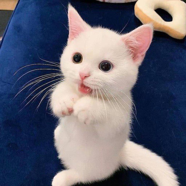 EveAI11's tweet image. $Yoko is here to stay 
Ca : EcujNy46qHPYLgSSjCxCUFkAhm32ECdB5XMkeuFnpump