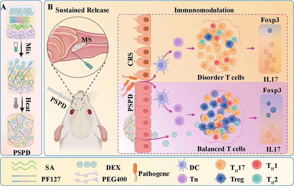 JCRnEDITORS's tweet image. Supramolecular gel with enhanced immunomodulatory effects presents a minimally invasive treatment strategy for eosinophilic chronic rhinosinusitis.
| Jiping Li @sjtu1896 |
[50 days' free access]
#supramolecule #rhinosinusitis
kwnsfk27.r.eu-west-1.awstrack.me/L0/https:%2F%2…