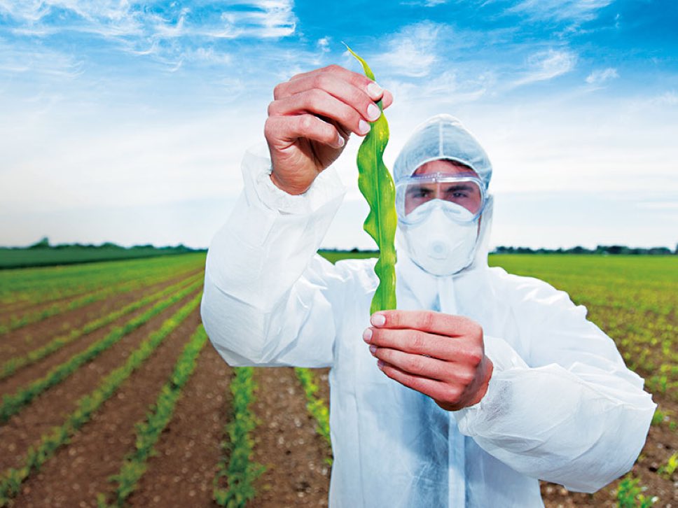 BREAKING: Effective January 20th, all Genetically Modified Organisms (GMOs) will be BANNED in the United States.

Make American Healthy Again. #MAHA