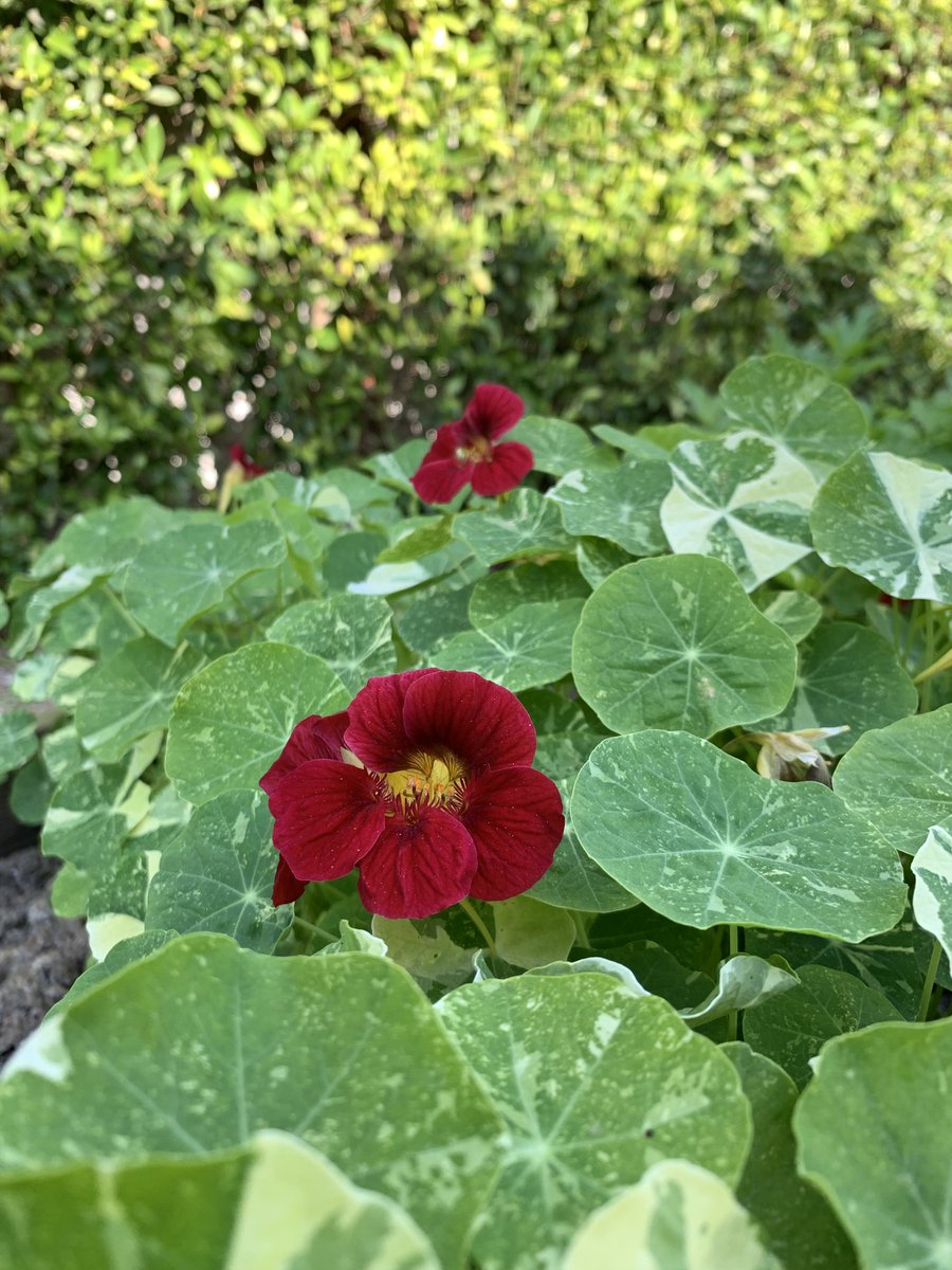I love nasturtiums. 🌱 #herbs #gardeningfeed #horticulture
