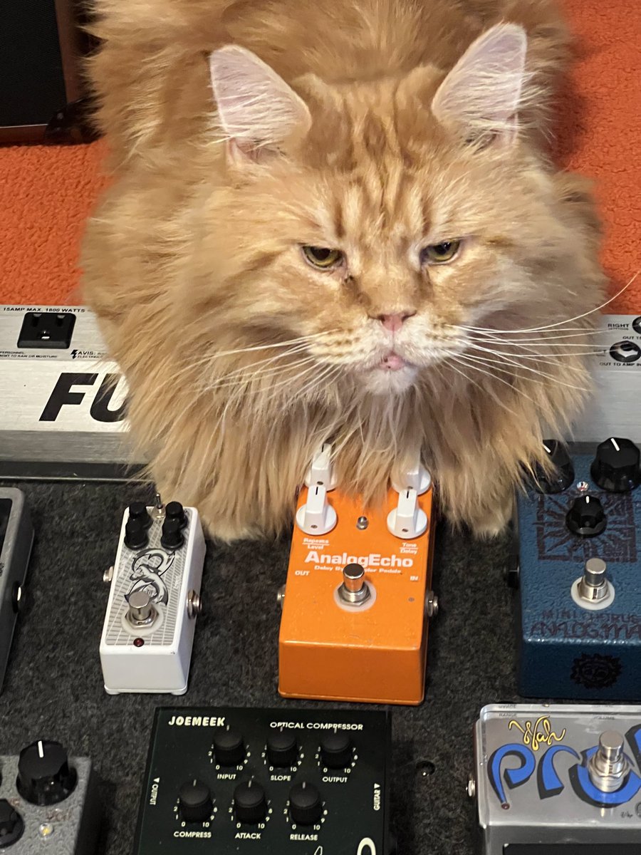 Discerning cats choose Wampler every time!
⁦<a href="/WamplerPedals/">Wampler Pedals</a>⁩
