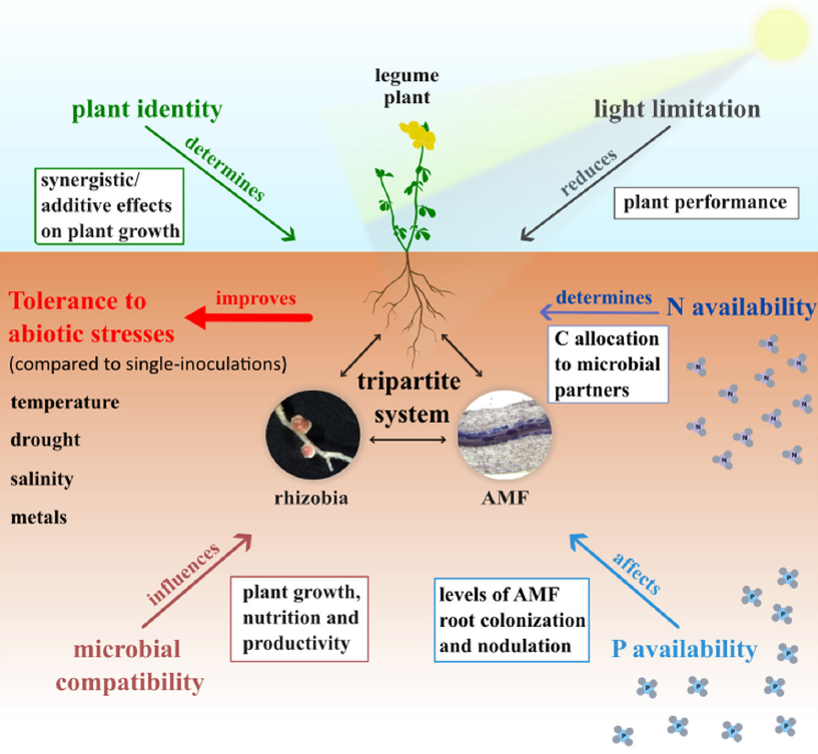 I'm excited to share that our latest review on the tripartite symbiosis between legumes, rhizobia and AMF has been published in Plant, Cell &amp; Environment! Special thanks to my professor <a href="/DanielaTsikou/">Daniela Tsikou</a> for the great work, collaboration and mentorship! 
onlinelibrary.wiley.com/doi/10.1111/pc…