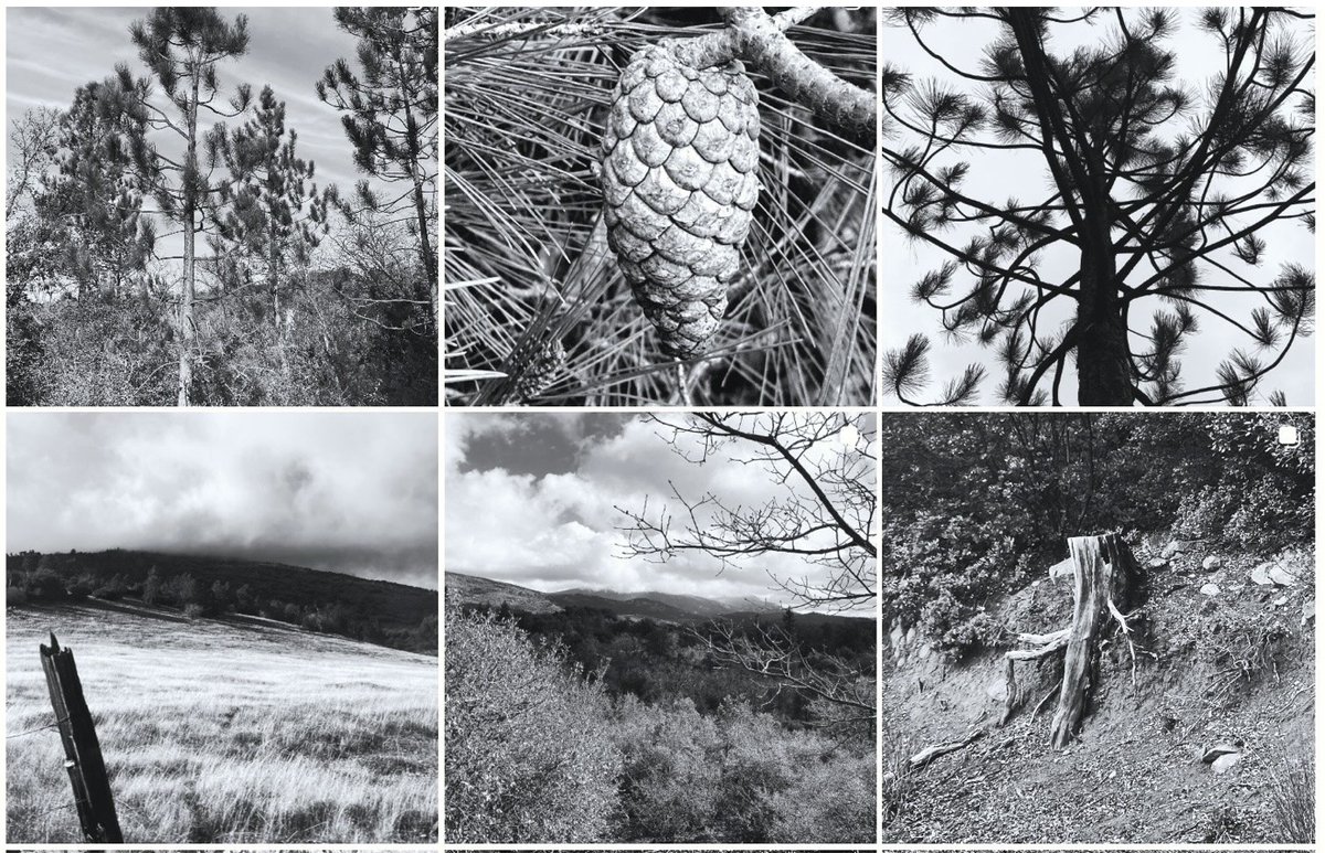 Panarchic Codex® tweet media