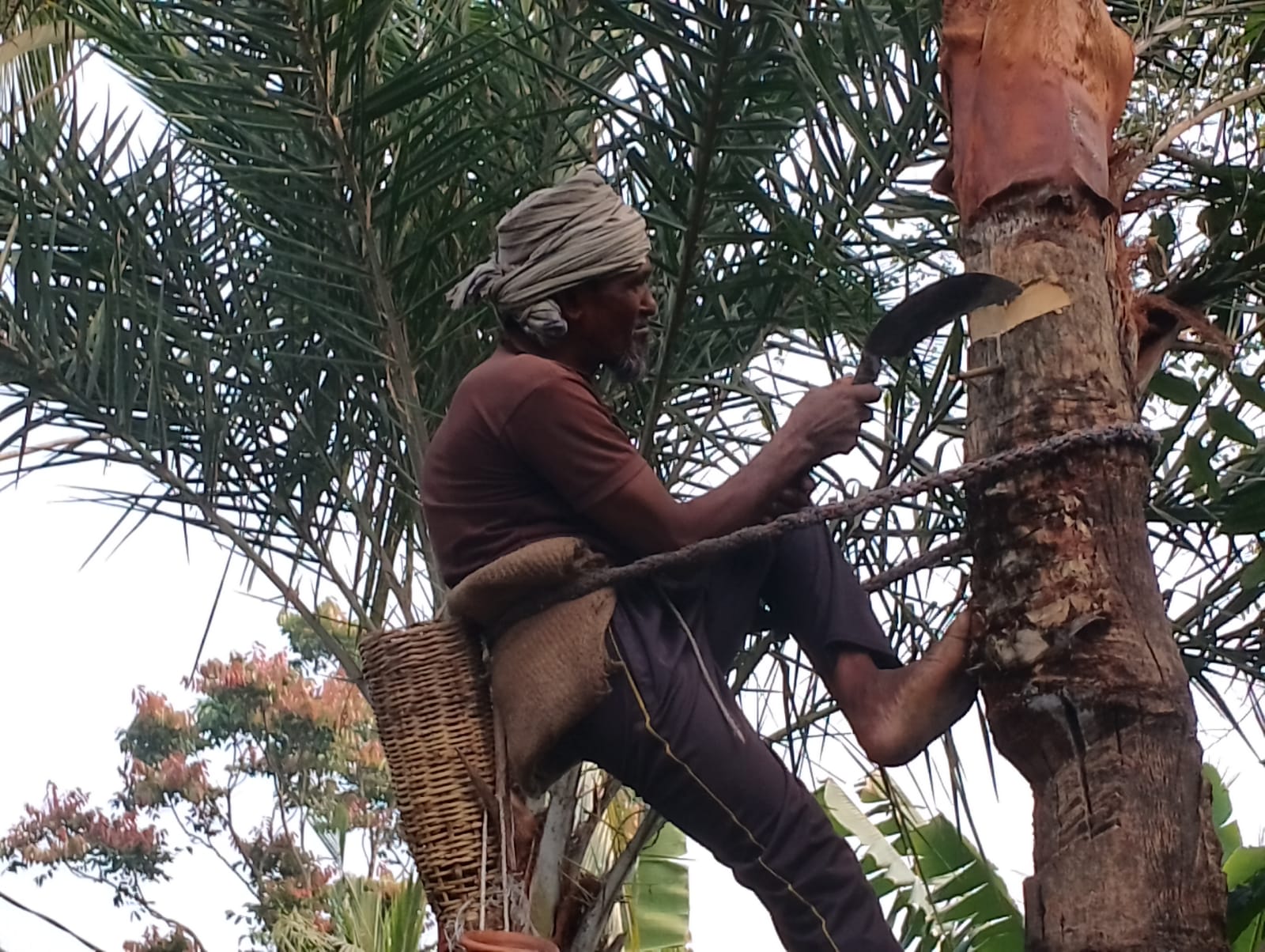 লাভজনক সত্বেও শার্শায় খেজুরের রস ও গুড় সংগ্রহে আগ্রহ নেই চাষীদের