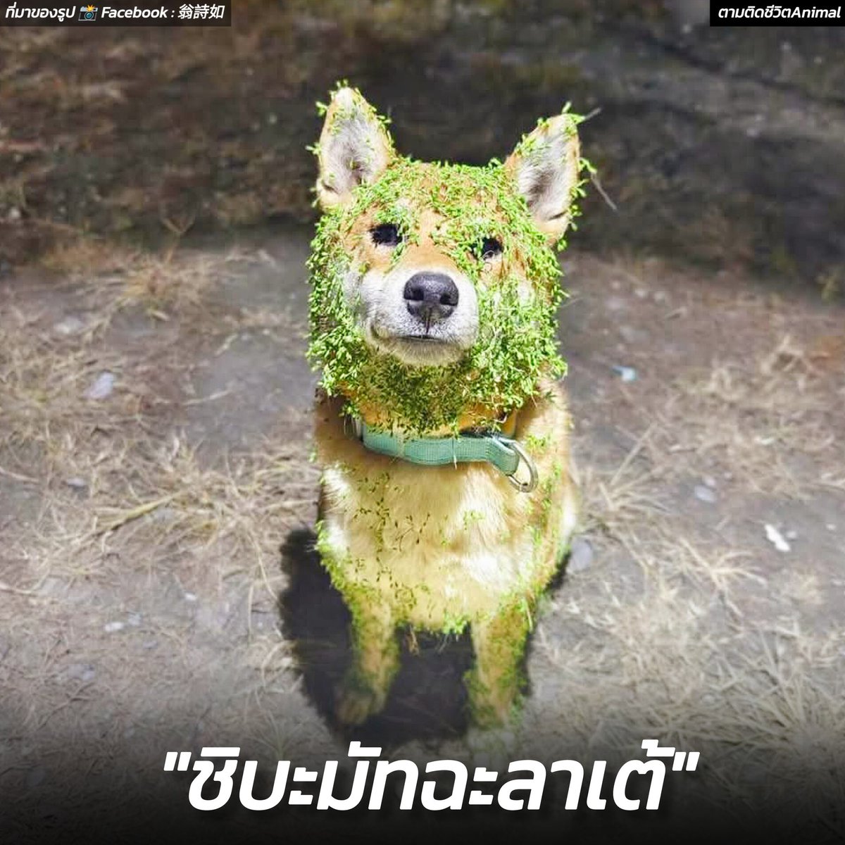 ตามติดชีวิตAnimal tweet media