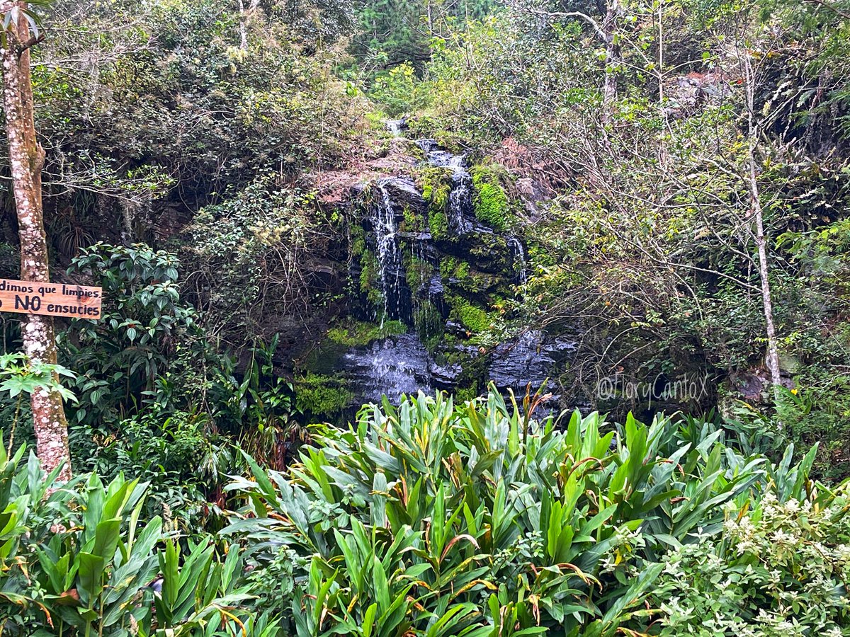 Con estas postales desde la Reserva Natural “El Tisey”, Estelí, le doy la bienvenida al año laboral 2025. 

¡Feliz día! ☕️ #Nicaragua