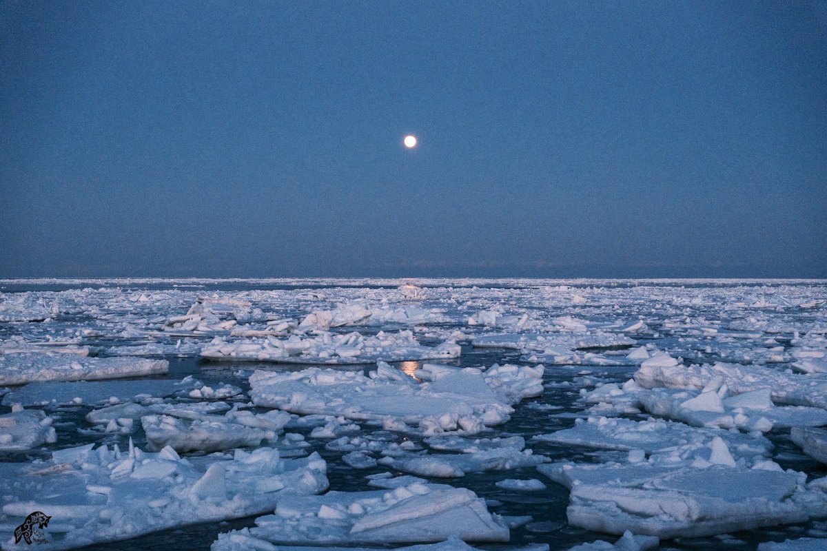 yuya_f2_8x's tweet image. 親バカ系フォトグラファーの林　祐也です💁🏻

冬は流氷風景をメインテーマにしています！
今年の流氷が南下し始めているそうです！
いいね、リポスト飛んで喜びます🥳

育児中のため2025年も過去作が中心になりますが、どうぞよろしくお願い致します！…