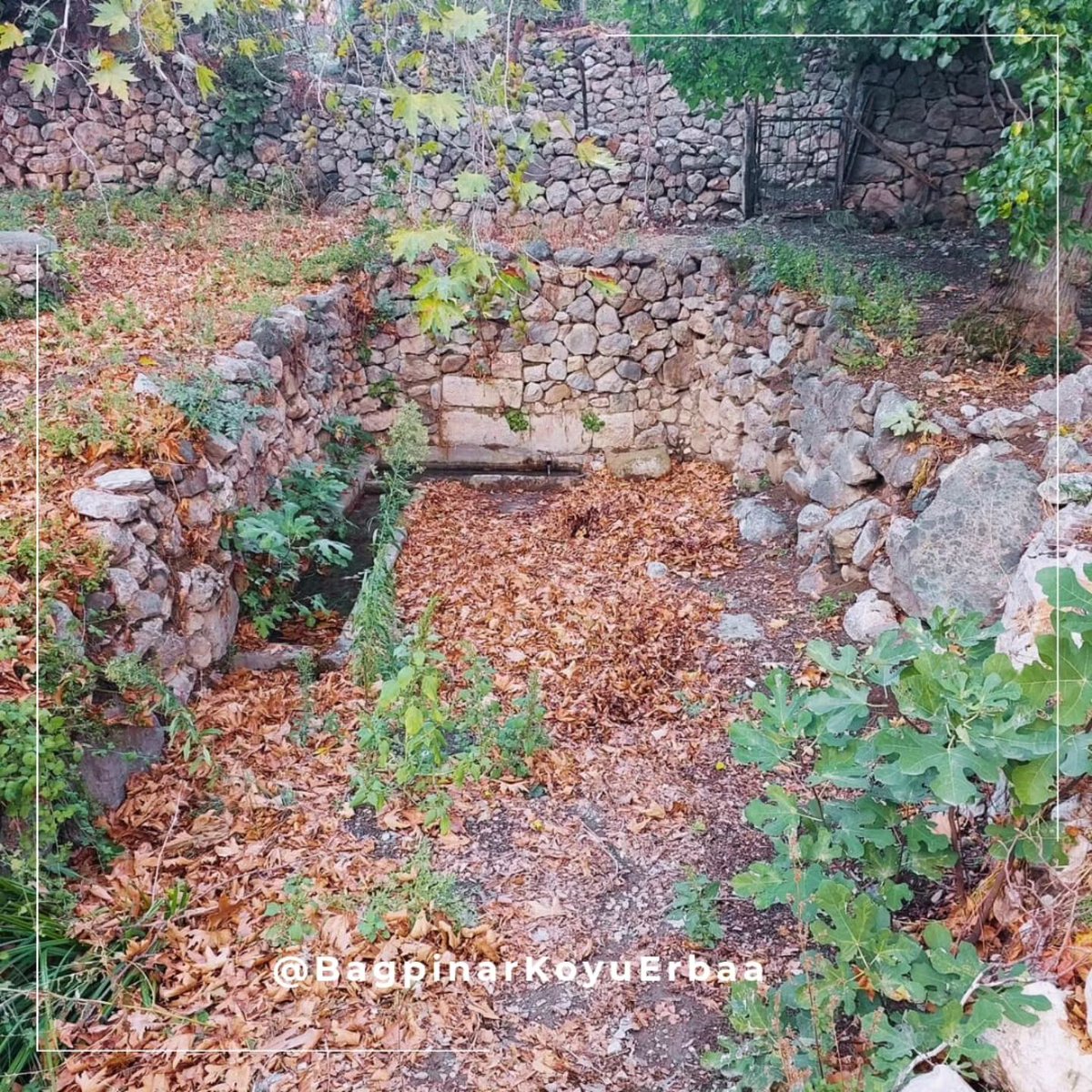 Bağpınar Köyü'nün Tarihi Dış Pınarı 📷
Eski camimizin yanında yıllara meydan okuyan Dış Pınar, köyümüzün en bilinen ve sevilen noktalarından biri. Hem serinleten suyu hem de tarihi dokusu..
instagram.com/bagpinarkoyuer…