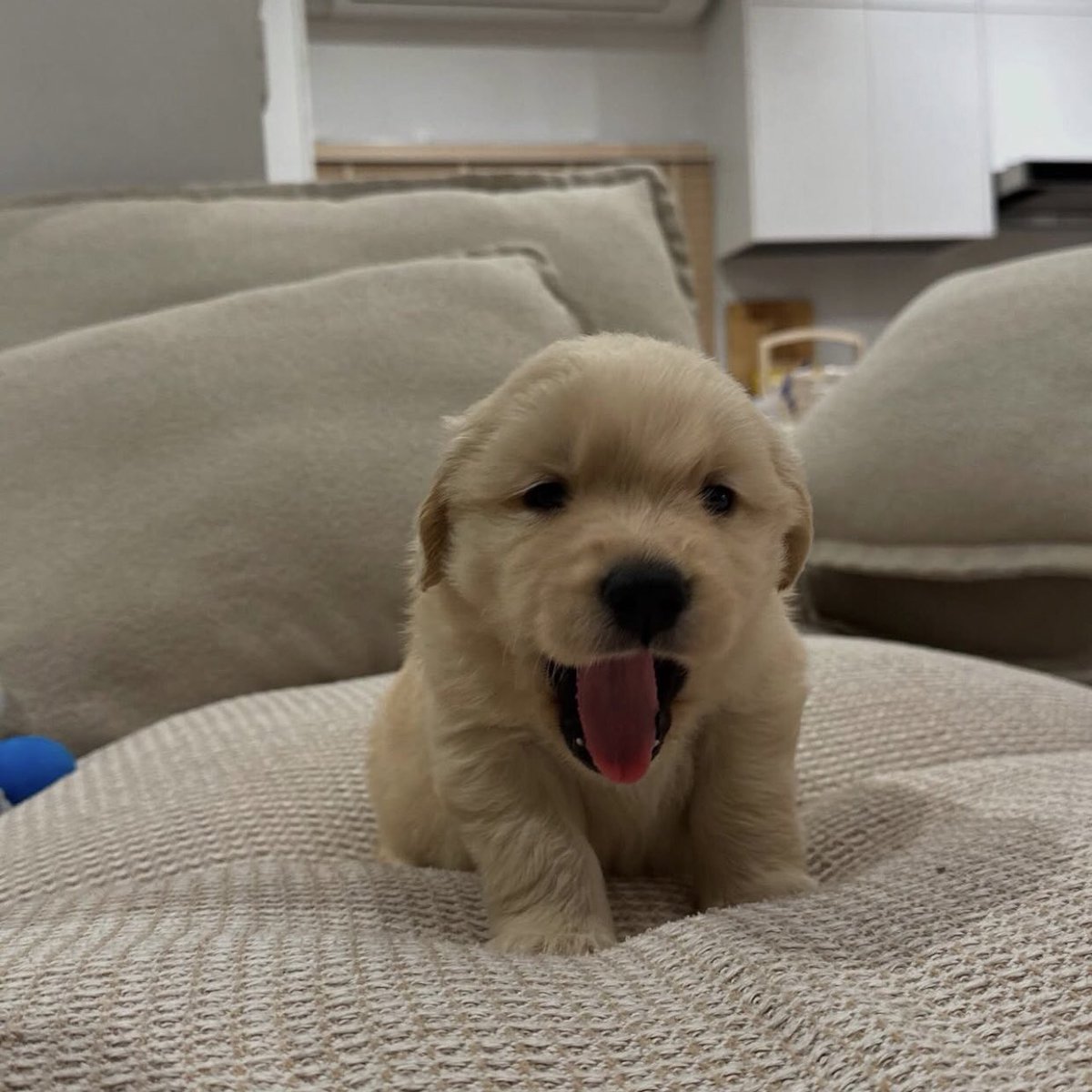 takemybear 🐶 tweet media