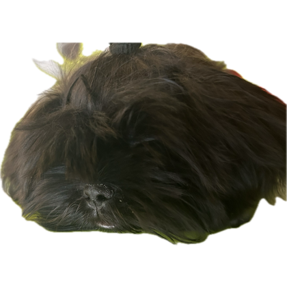 maxiannaverse's tweet photo. @g4miworm yinyang sila ng dog ko omg! https://t.co/XVahBVgOUS