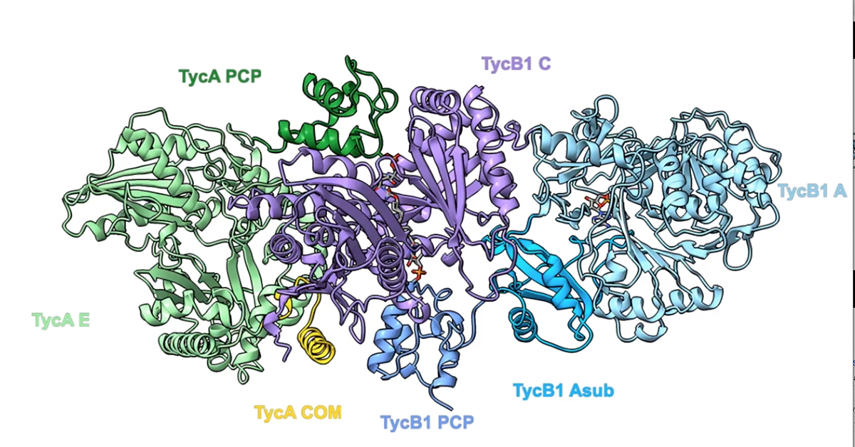 UC San Diego School of Physical Sciences (@ucsdphysci) on Twitter photo Nonribosomal peptide synthetase enzymes are essential in creating medications like penicillin. Notoriously difficult to study, <a href="/UCSDChemBiochem/">UCSD Chem Biochem</a>'s Michael Burkart has developed crosslinking tools that make the enzymes easier to visualize.
bit.ly/4h3ZFHr <a href="/MikeBurkartUCSD/">Burkart Lab at UCSD</a> Nonribosomal peptide synthetase enzymes are essential in creating medications like penicillin. Notoriously difficult to study, <a href="/UCSDChemBiochem/">UCSD Chem Biochem</a>'s Michael Burkart has developed crosslinking tools that make the enzymes easier to visualize.
bit.ly/4h3ZFHr <a href="/MikeBurkartUCSD/">Burkart Lab at UCSD</a>