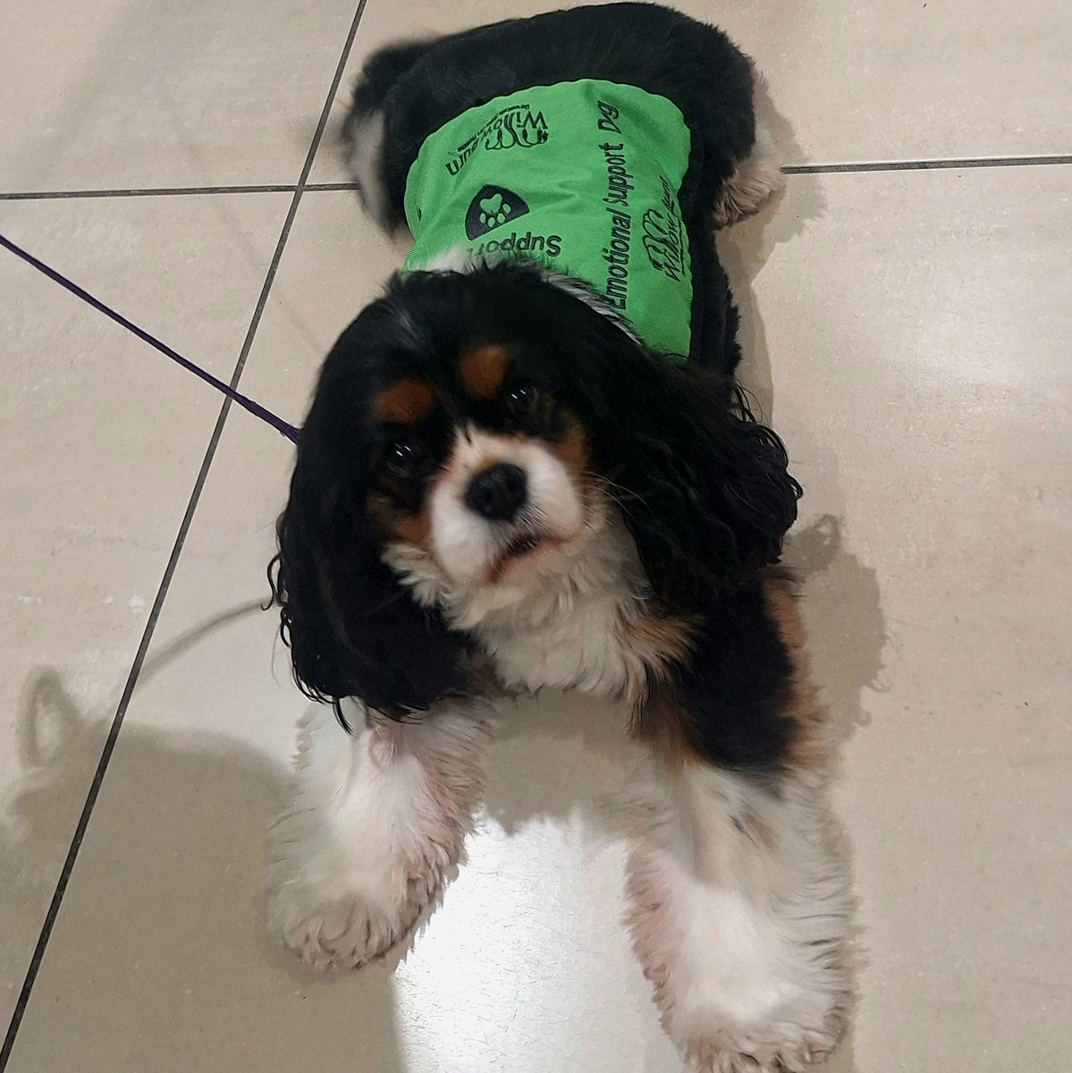 For those of you missing Blossom at Willow Burn she has been spotted today shopping in Newcastle wearing Willow Burn, of course.

She is looking forward to seeing you all in the coming weeks and sends you a Happy New Year 💚