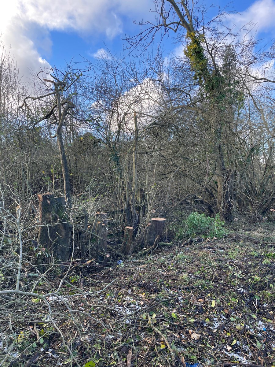 Score or more trees, some very mature (like 100s of years) taken down  along the A40 and Ruskin Fields to chipper.
Told ash dieback and authorised by Oxfordshire, first I have heard of it
I told them it was in Cons Area, they just said the Council authorised it.
<a href="/RosalindRogers/">Roz Smith,🔶️ married to Mr Rogers</a>?