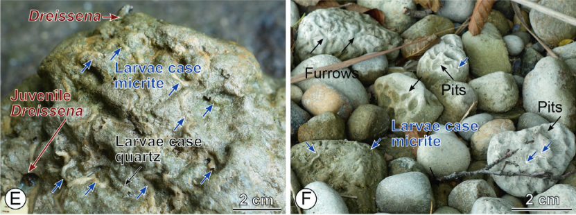 LaraSciscio's tweet photo. Boring 🦠cyanobacteria sculpt limestone pebbles by dissolving carbonate, creating habitats for insects and bivalves. These bioerosive cycles remove an estimated 0.5–0.8 kg CO₂/m²/yr. #bioerosion #Leptolyngbyaceae  #ichnology 📒Wetzel et al. 2025 DOI: 10.1111/gbi.70006 https://t.co/RBq8NjtJ1N
