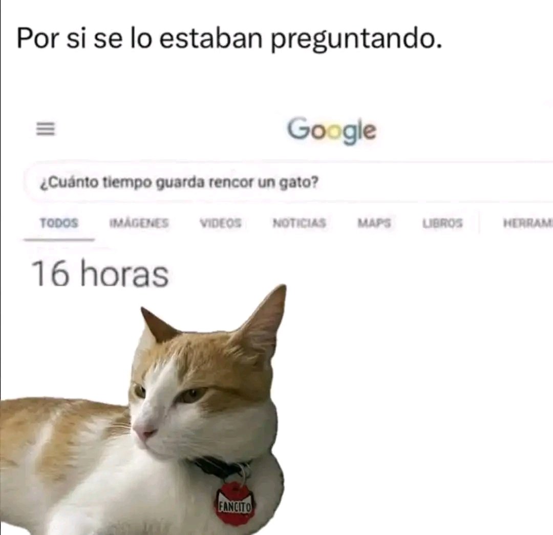 tiofelino2's tweet image. Información importante 🐱🐾