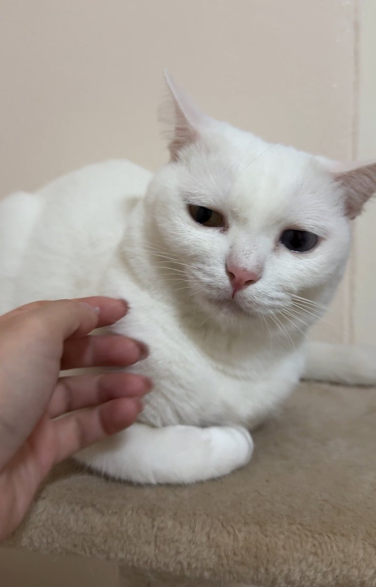 อะไรทำให้แมวแสดงท่าทีรังเกียจเราได้ขนาดนี้คะ