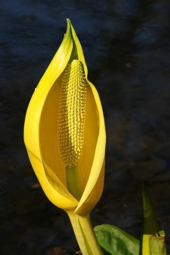 Untamedpath's tweet photo. A Western Skunk Cabbage stands tall, its vibrant yellow spathe a beacon of springtime in the wetland. #skunkcabbage #spring #wetlands #wildflower https://t.co/H95CNwaZdJ