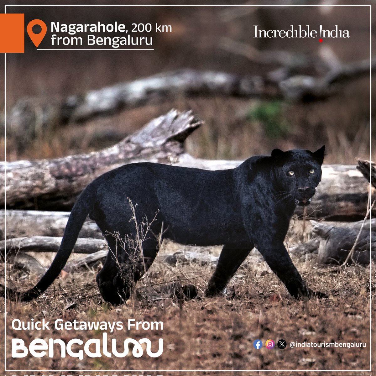IndiaTourismBa2's tweet photo. #Nagarahole, a Tiger Reserve under the Nilgiri Biosphere Reserve is your escape into the wild, a great place to spend the weekend with your family in the wild.
@KarnatakaWorld @PIBBengaluru
#Karnataka #Tourism #Travel
#IncredibleIndia #Quickgetaways https://t.co/KIWpNZiVls