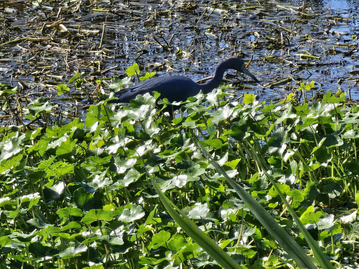 Anhinga, Pied Bill Grebe, Common Gallinule, and a Little Blue heron. #flwildlife
