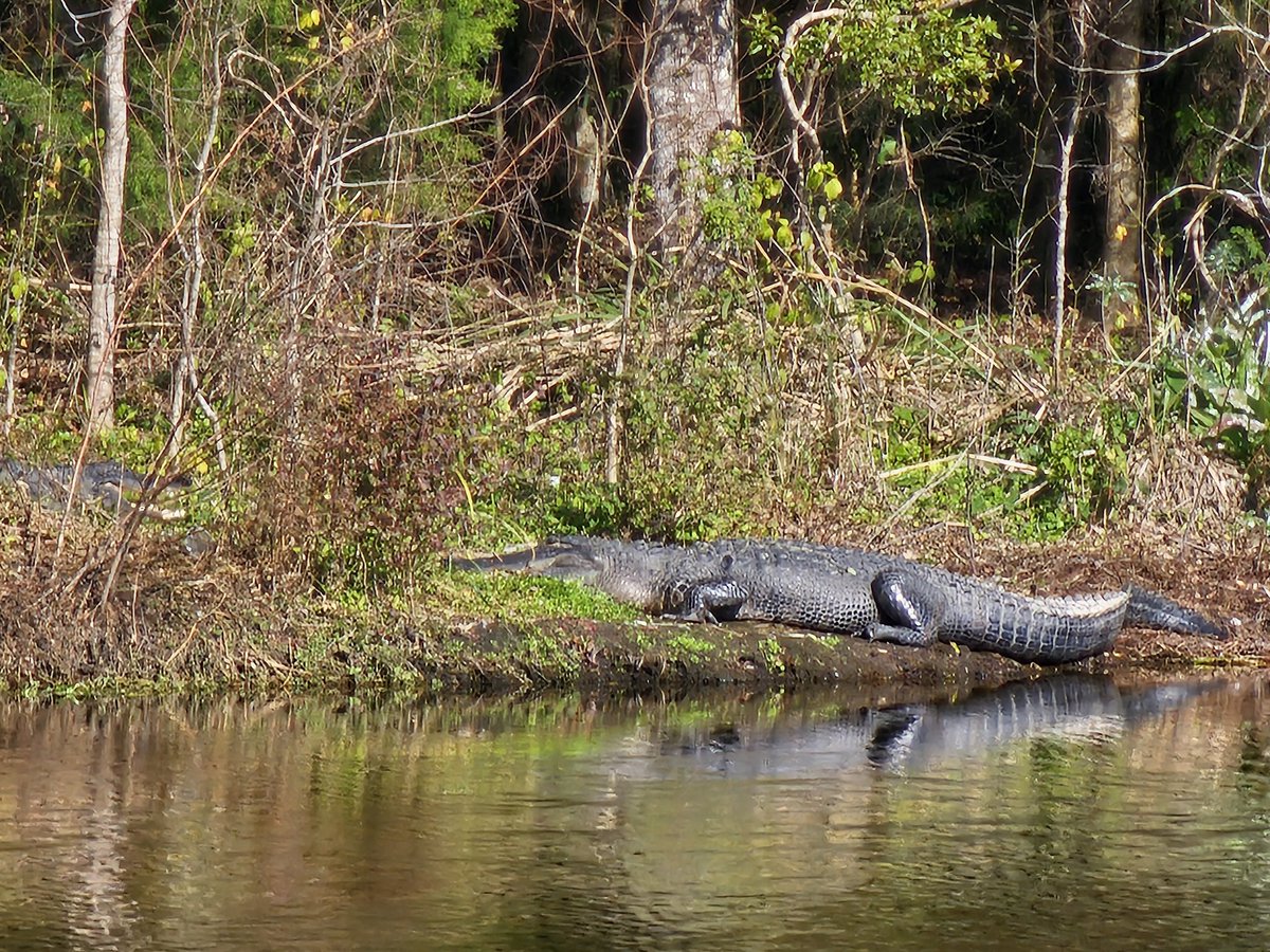 Not birds. 
#flwildlife