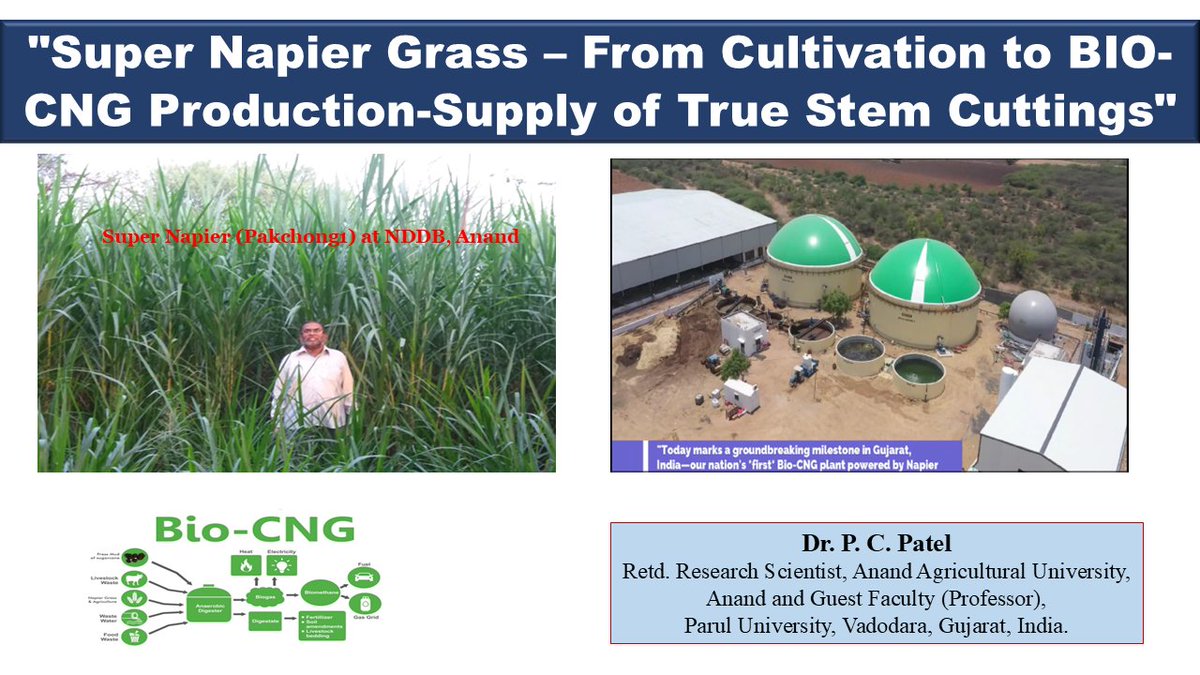 Super Napier Grass-From Cultivation to BIO-CNG Production-Supply of True Stem cuttings-Dr P. C. Patel
My YouTube:youtu.be/-HyHqwuqlM4