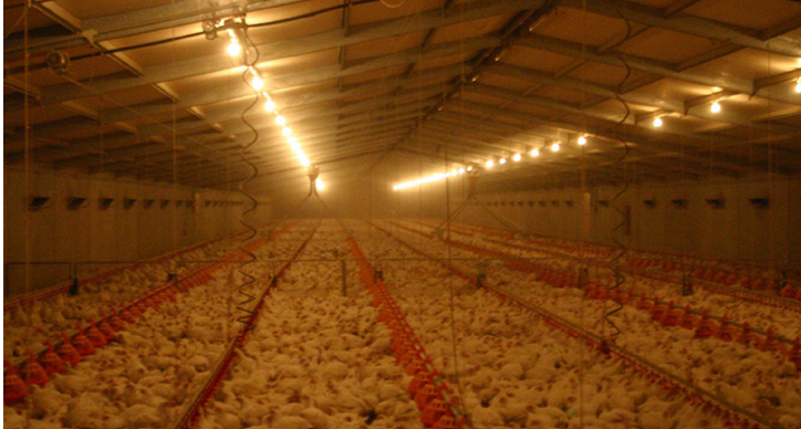 EugeneIradukund's tweet photo. Lighting program and it’s advantages
• Improved Safety and health of the birds
• Better feed conversion because of energy conserved
during resting.
• Reduce mortality rate and skeletal defects.
• Stimulates the production of melatonin.
#FarmWithEugene
#FoodForAll https://t.co/uOGJkh9jyJ
