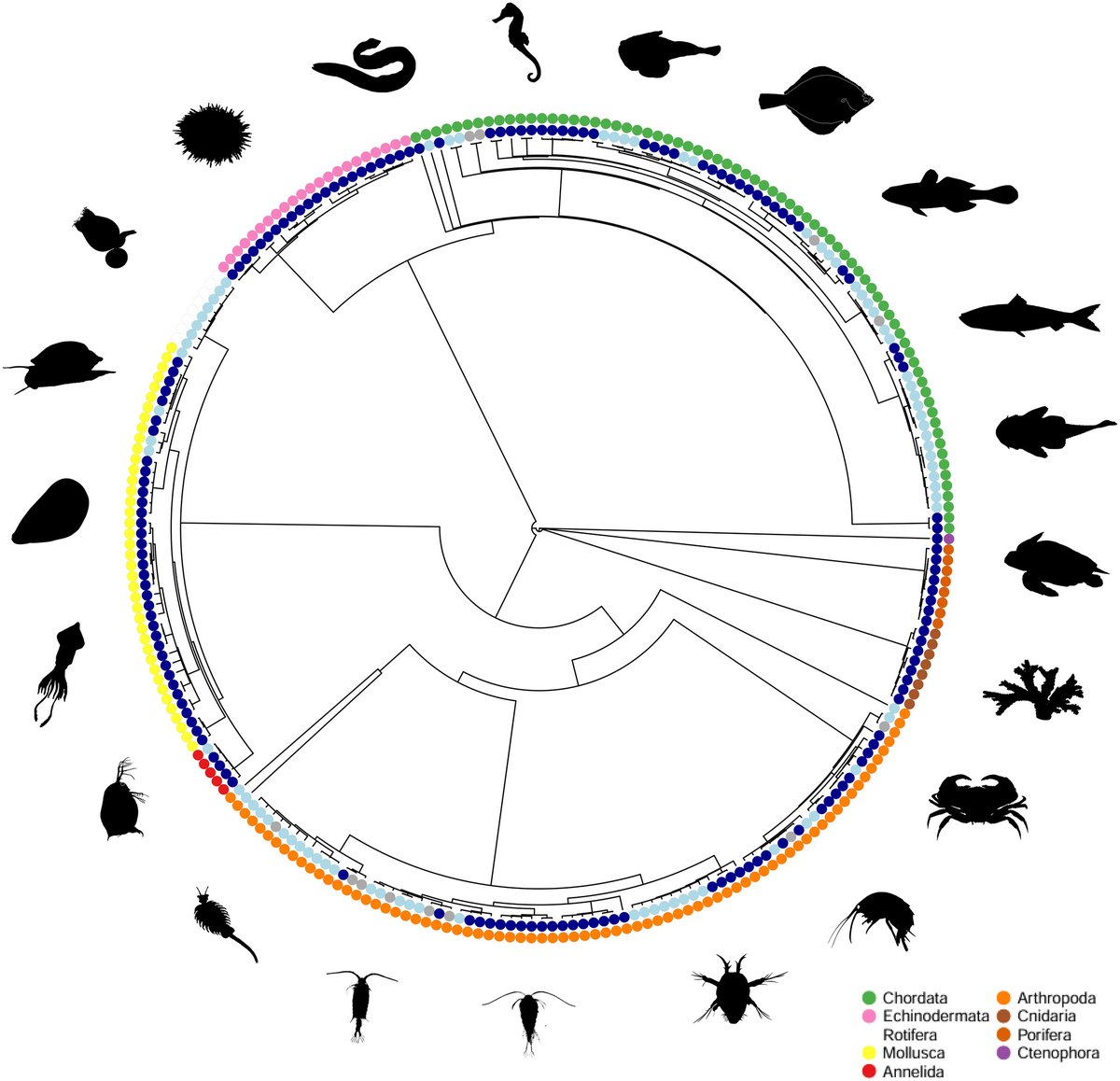 Natalie Pilakouta (@npilakouta) on Twitter photo Excited to share our new paper in <a href="/Ecology_Letters/">Ecology Letters</a>, first-authored by my PhD student <a href="/Sweat_Saltwater/">Amber Chatten</a>!
It's a big meta-analysis on the effects of temperature on fertility in aquatic animals with lots of interesting (and surprising) results 🐟🐠🦐🪼🦀🐢🪸
onlinelibrary.wiley.com/doi/10.1111/el… Excited to share our new paper in <a href="/Ecology_Letters/">Ecology Letters</a>, first-authored by my PhD student <a href="/Sweat_Saltwater/">Amber Chatten</a>!
It's a big meta-analysis on the effects of temperature on fertility in aquatic animals with lots of interesting (and surprising) results 🐟🐠🦐🪼🦀🐢🪸
onlinelibrary.wiley.com/doi/10.1111/el…
