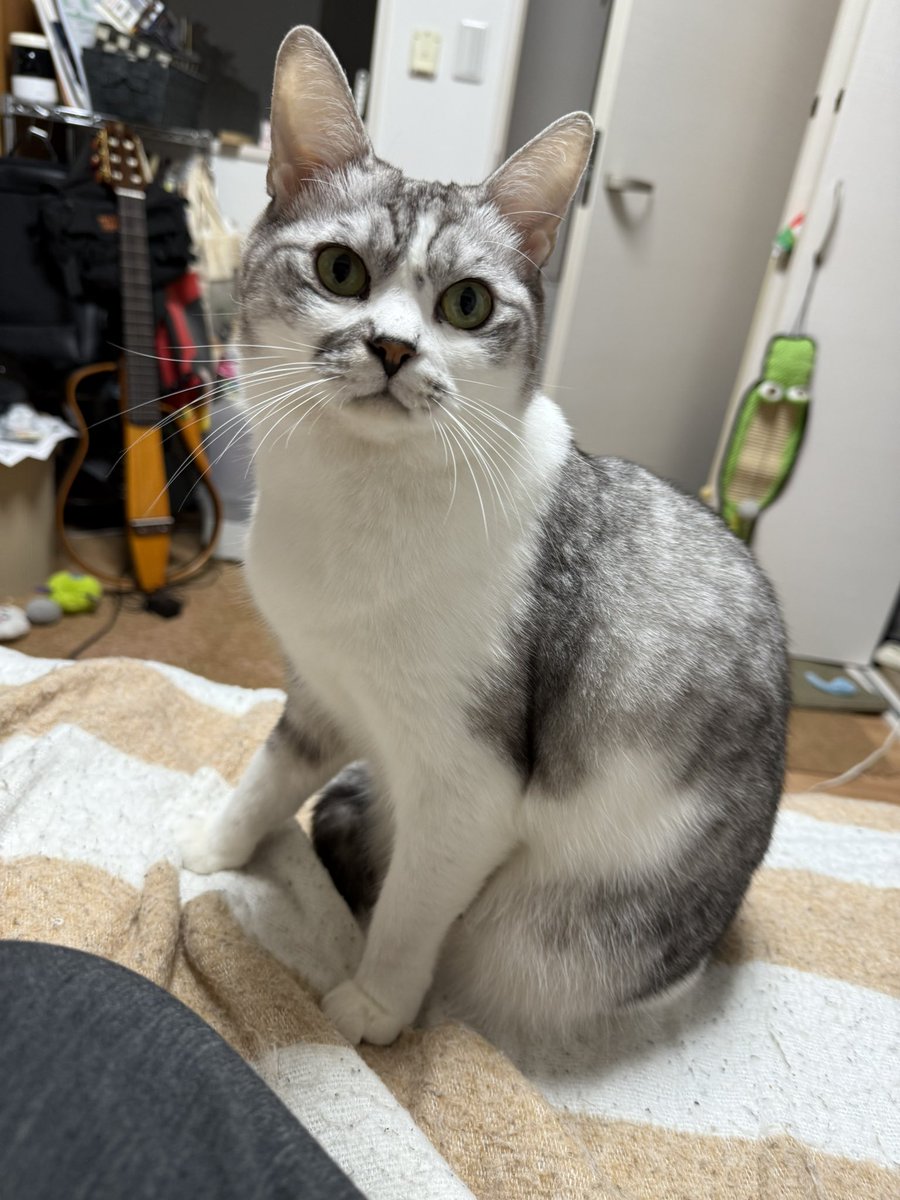 Sivapapa1's tweet photo. 真顔

#猫 #猫のいる暮らし #猫好きさんと繋がりたい #FIP #猫伝染性腹膜炎 #寛解 #ブルーム動物病院 https://t.co/a2x8Efs9Ko