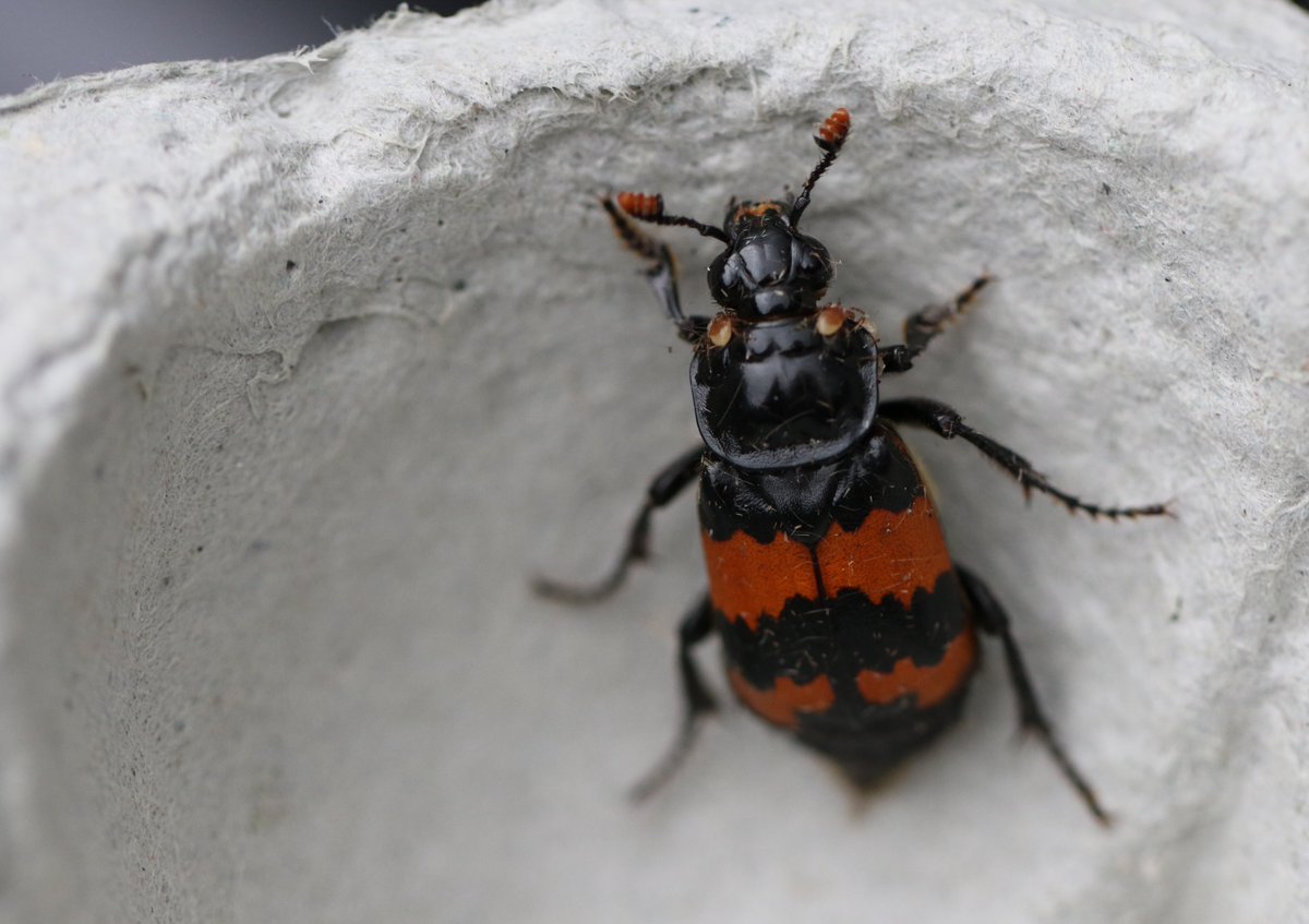 TWIC (@wildlife_info) on Twitter photo Join us for a Carrion beetles workshop on Fri 31 January, 13:30 – 17:00 at the National Museum’s Collections in Granton, Edinburgh, led by Ashleigh Whiffin. Free, but BOOKING ESSENTIAL. Please register on Eventbrite: shorturl.at/V8S92
📷by Ashleigh Whiffin <a href="/NtlMuseumsScot/">National Museums Scotland</a> Join us for a Carrion beetles workshop on Fri 31 January, 13:30 – 17:00 at the National Museum’s Collections in Granton, Edinburgh, led by Ashleigh Whiffin. Free, but BOOKING ESSENTIAL. Please register on Eventbrite: shorturl.at/V8S92
📷by Ashleigh Whiffin <a href="/NtlMuseumsScot/">National Museums Scotland</a>