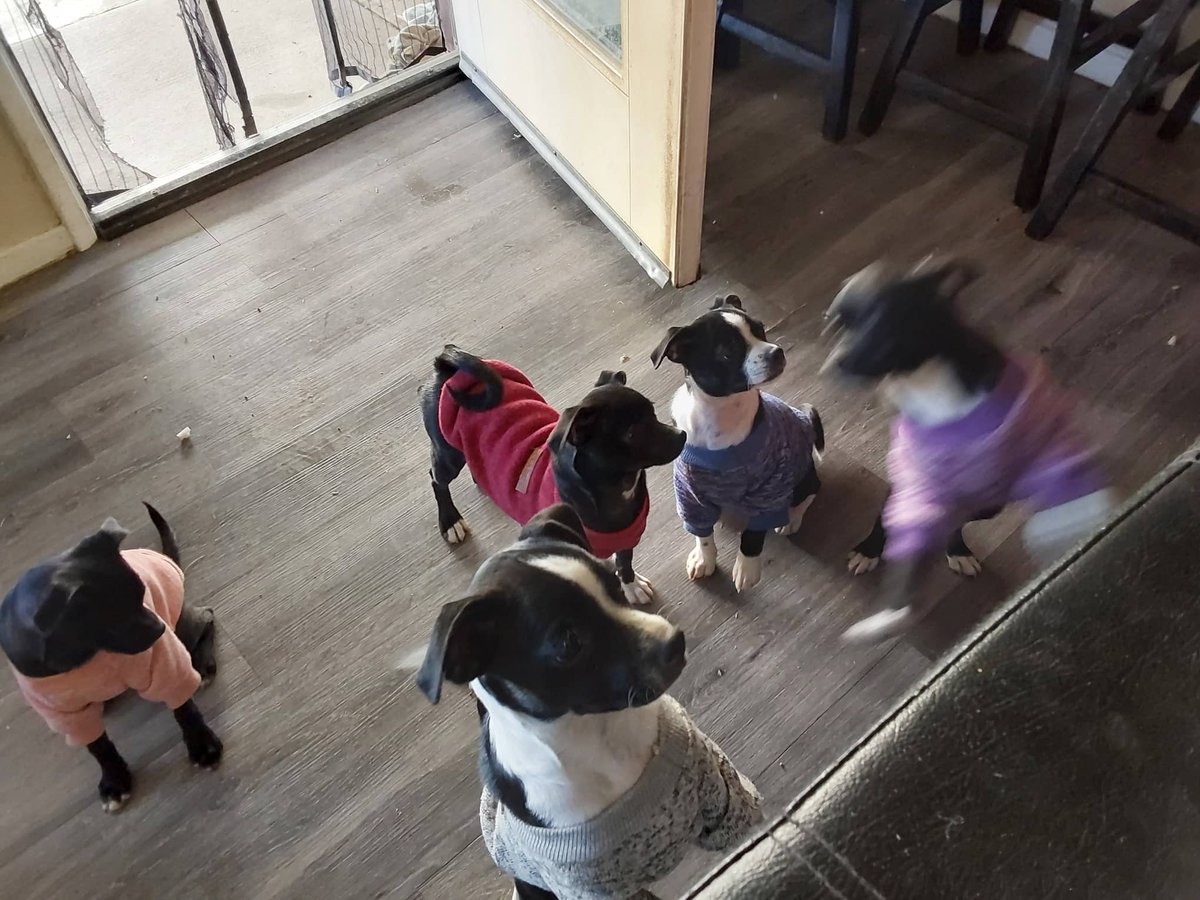 showdownx's tweet photo. Are you looking for adorable and smart puppies and kittens to bring joy to your family? I have 6 puppies and 3 kittens that need a home. Please let me know if you are interested! These adorable and smart puppies and kittens are eagerly waiting to find their forever homes. https://t.co/xd4f0hJ8V9