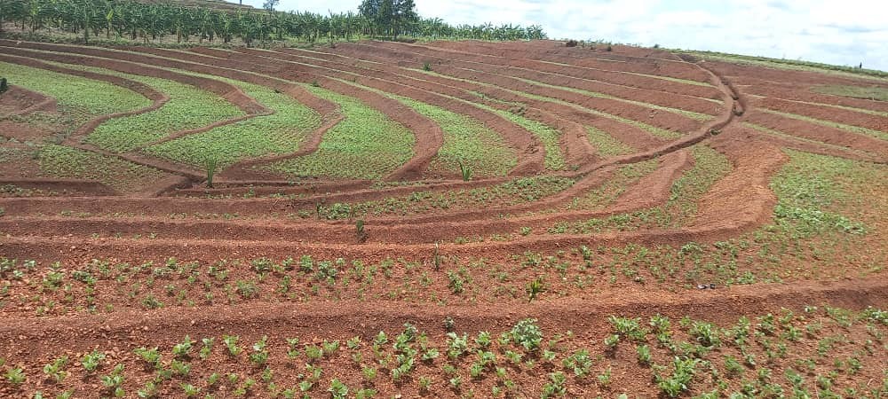 RwandaAgriBoard's tweet photo. Construction of terraces in Karambi &amp; Kageyo(Murundi, Rukara, Gahini sectors) @KayonzaDistrict @RwandaEast , by @RwandaAgriBoard through the CDAT Project showcases transformative land husbandry practices.@RwandaAgri @RwandaLocalGov @SRwamulangwa @umuflora @MRugamba @T_Ndabamenye https://t.co/iSXVxt0mzO