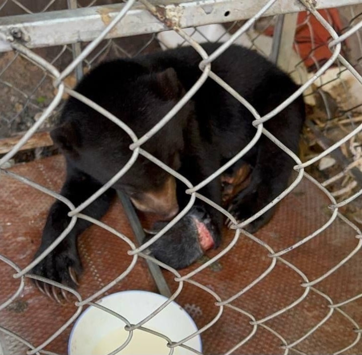 BREAKING NEWS CAMBODIA. 1 week into 2025 &amp; our 1st bear rescue of the year, another shocking case of a sun bear cub with a horrific snare wound. After a record 34 bears rescued in 2024, most orphaned cubs, several with snare wounds, it's heartbreaking to have another so soon...