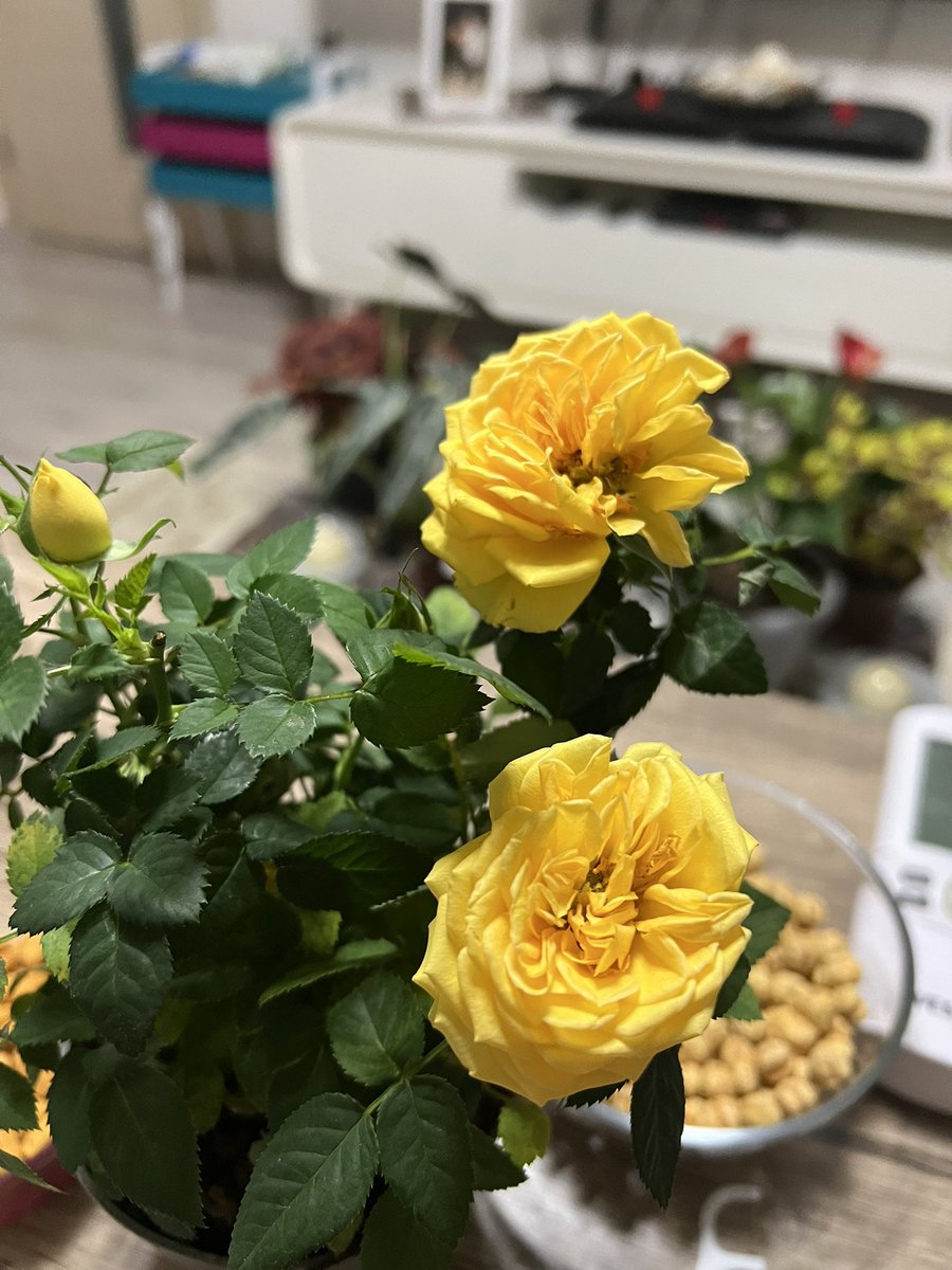 monalis_h's tweet photo. Özgür olmak istiyorsan;
"ÖZ" düşünüp, 
“GÜR" söyleyeceksin.

Mutlu akşamlar 🌼☕️😇💫💁‍♀️💜🍀🌸💧 https://t.co/AfiStyXUiL