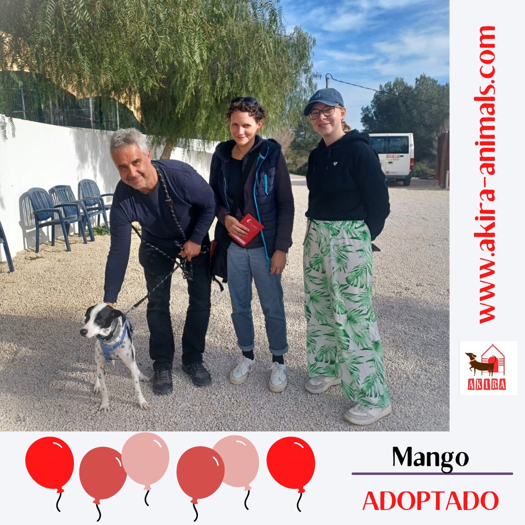 Thanks everyone because your retweets Mango has a new home. #retweetsrock <a href="/MillieOTLFP/">Millie🐾🌈Run free Bestie PixieTooth🐾🌈</a> <a href="/LisaClareRead2/">Lisa Clare Read 💙</a> <a href="/Marlene59165254/">Marlene R</a> <a href="/Nightowl400/">Owly</a> <a href="/catgirl321/">Nutmeg's Crew🌻🇺🇦</a> <a href="/VitCza/">Rocky 😸Tabitha 😽Bernee🐻🌈Vitcza🌈Barney</a> <a href="/Penny2449/">Penny</a> <a href="/PicklesBottom/">PicklesBottom 👑 #BelieveInTzuKingdom #BeKind 👑</a> <a href="/onetearatatime/">Rikki Ixi Pixi</a> <a href="/emptieinside/">Rikki ixi pixi</a>