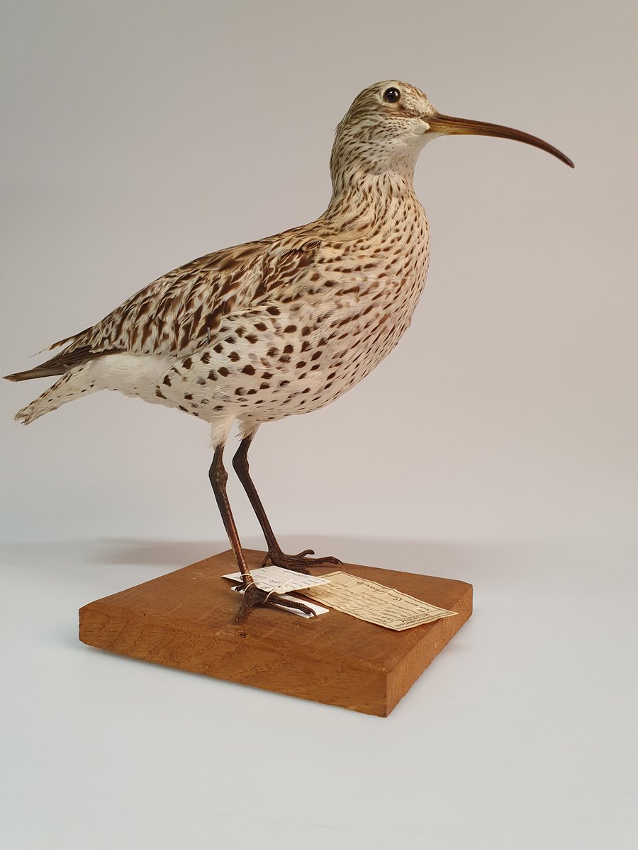 Normaal wordt hij onder de best mogelijke omstandigheden zorgvuldig bewaard in het depot; op 11 en 12 januari kan iedereen hem echter bewonderen tijdens het geologieweekend... Ons topstuk: de dunbekwulp (in 2024 helaas toegevoegd aan de lijst van uitgestorven vogels).