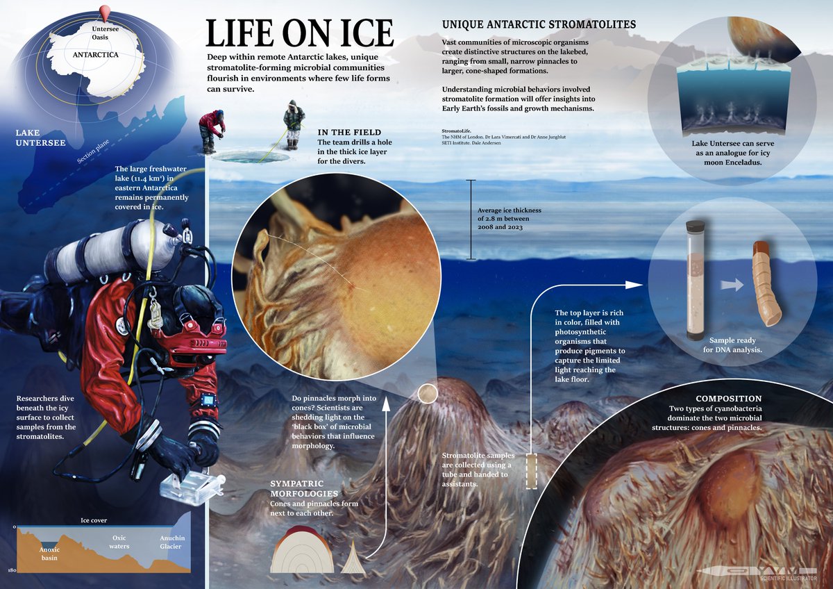 Here's my latest illustration focused on the research conducted by a dedicated team on the microbial structures found on the lakebed of Lake Untersee in Antarctica.
#digitalart #scientificillustrator #artandscience #infographic #seti #NHM #stromatolites #lakeuntersee #antarctica