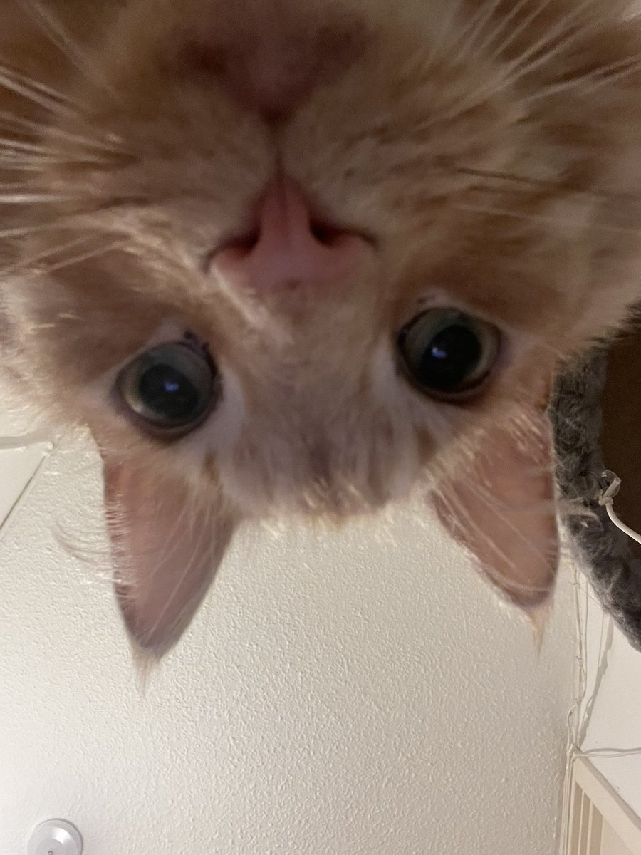 TheLinziLou's tweet photo. @oreoeocat This was my old boy, Rory. He was 12, almost 13 when he passed. I miss him so much https://t.co/WQpdYE89WA