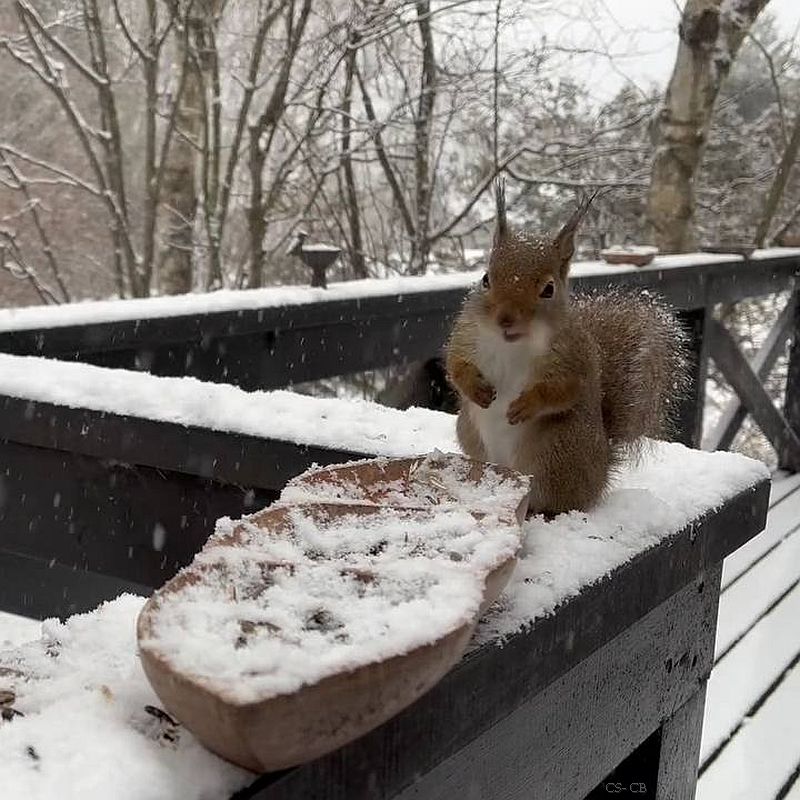 beingmyself_25's tweet photo. Eichhörnchen am Futterplatz bei einer Freundin auf der Terasse
#Eichhörnchen #Futterplatz #Terrasse #TiereInFreierNatur #Schnee #Wiesbaden #Hessen #05Januar2025 https://t.co/pp9BQBcpgV