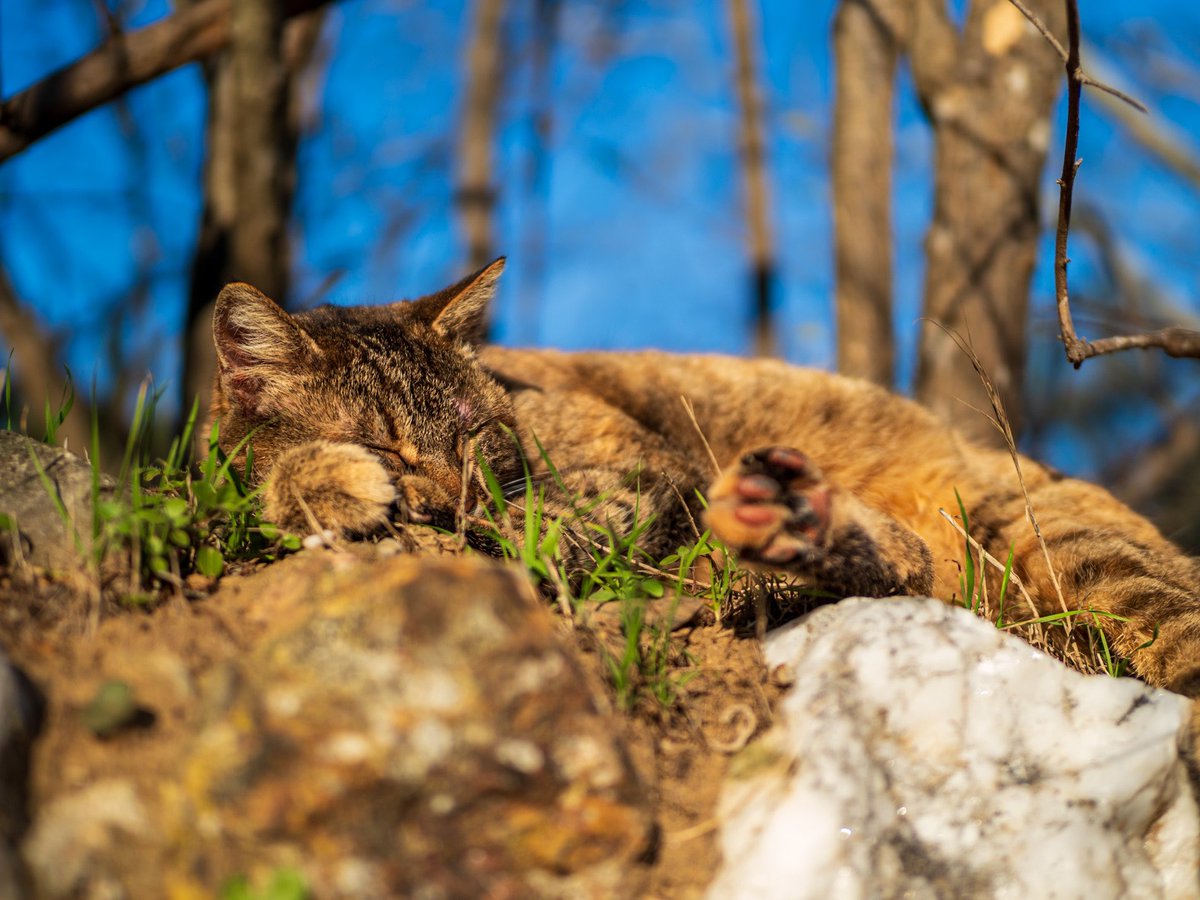 tonydeli7's tweet photo. A Power Nap

Equipment: Olympus OM-D E-M1 II with Olympus M.Zuiko Digital ED 25mm f/1.2 PRO
Software: Lightroom

Explore my work at: 
https://t.co/Li0bQT2ABX

#omsystemgreece #omd #omsystem #lightroom #greece #hot #olympus #25mm #cat #nap #noon #winter #sunny #mother #midday https://t.co/ZUDPc8n72f