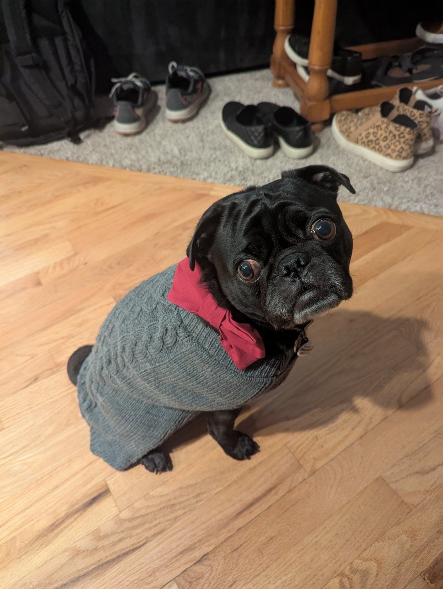 Are you looking for a new best friend? Jedi is looking for a forever family on <a href="/petfinder/">Petfinder</a> petfinder.com/dog/jedi-74680…