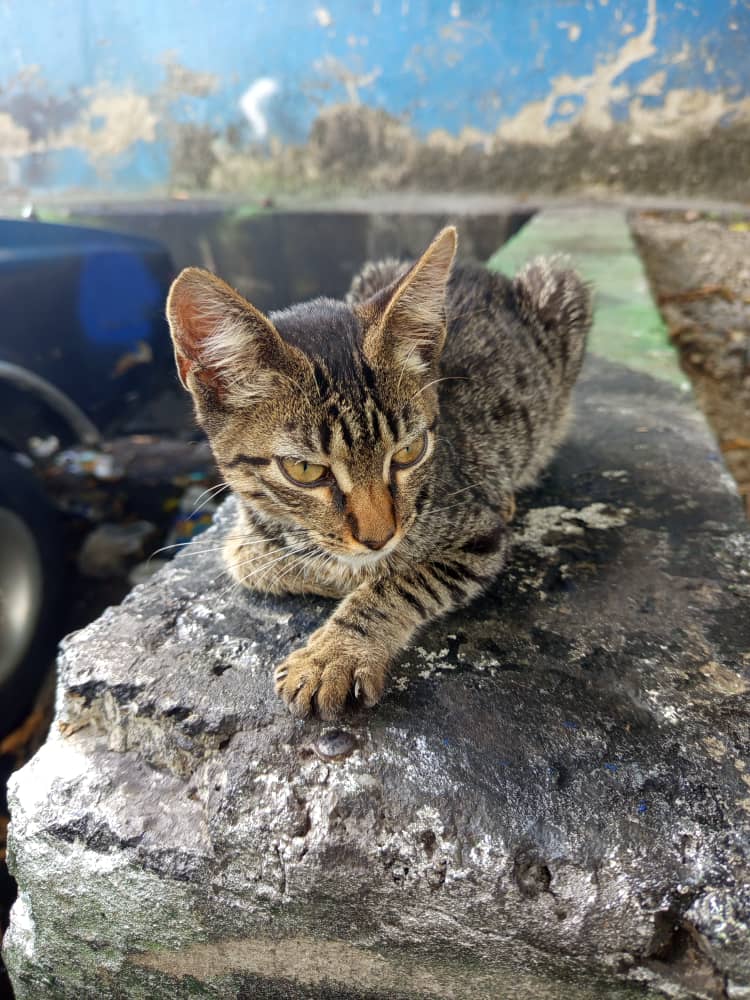Difundo. Está resguardada temporalmente. Estaba en la calle por los Símbolos, cerca de la Misión Vivienda. Una hermosa persona me la vá a cuidar mientras le consigo un adoptante 🥹. Ayúdame a difundir 🙏. Contacto: 04242895835.